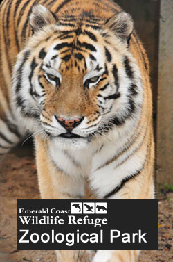 042614-ECWR-Zoo-tiger